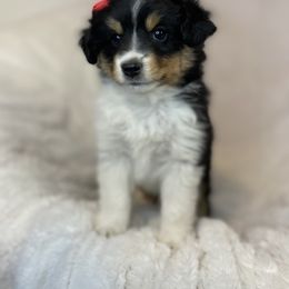 Miniature American Shepherd, Miniature Australian Shepherd, and Toy Australian Shepherd Puppies from Little Dipper mini Americans and toy Aussies