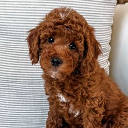 Goldendoodles and Poodles from Daphne's Dozen