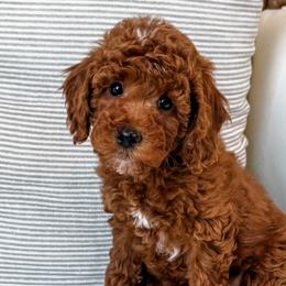 Goldendoodles and Poodles from Daphne's Dozen