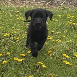 Labrador Retriever Puppies from Ozatonka British Labs