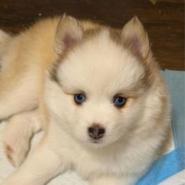 Adrienne - Silver and white female Pomsky puppy in Magnolia, Texas from Solace Shelties and Pomskies