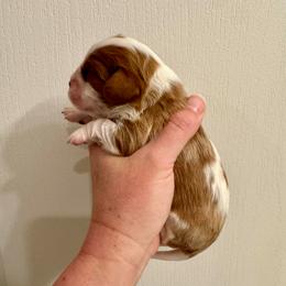 Dani - Blenheim female Cavalier King Charles Spaniel puppy in Eatonton, Georgia from TNT Puppies