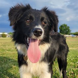 Border Collies, Bordoodles, and Poodles from Hals Pals K9s