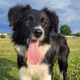 Border Collies, Bordoodles, and Poodles from Hals Pals K9s