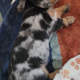 Dachshund Puppies from Kristin Stragey
