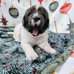 Rudolf - White and gray male Newfoundland puppy in Ohio from Vermillion Newfoundlands