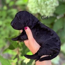 Sage - Black female Goldendoodle puppy in Jasper, Georgia from Harrington Doodles & Poodles