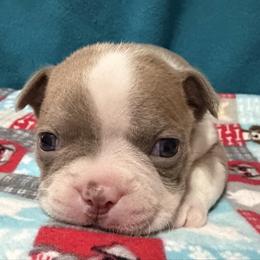 Jesse - Lilac male Boston Terrier puppy in Wellington, Ohio from Twist of Faith Farms