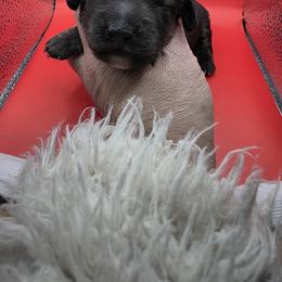 Cream Brindle Boy - Brindle male Dachshund puppy in Pueblo, Colorado from HotDachs