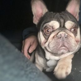 French Bulldog and Labrador Retriever Puppies from Desiree Ortiz's French Bull Dogs and Labrador Retrievers