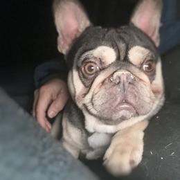 French Bulldog and Labrador Retriever Puppies from Desiree Ortiz's French Bull Dogs and Labrador Retrievers