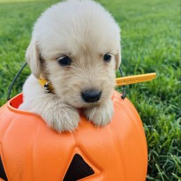 Ember - Golden female Golden Retriever puppy in Blackfoot, Idaho from Ivy’s Goldens