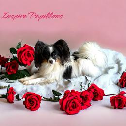 Papillon puppies from Inspire Papillon