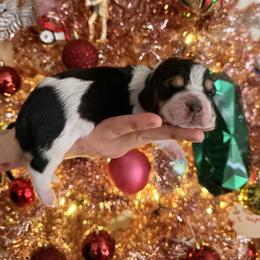 Jax - Black brown and white male Basset Hound puppy in Lubbock, Texas from Hound House
