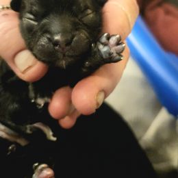 Girl 1 - Black and white Shih Tzu puppy in Cook County, Illinois from My Tzu Crew