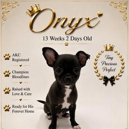AKC Onyx - Black and white male Chihuahua puppy in Columbus, Nebraska from Prancy Pawz