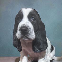 Frank - Black and white male Basset Hound puppy in Pilot Mtn, North Carolina from Lowdown Love Basset Hounds