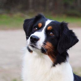 Rosa - Miniature American Shepherd