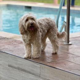 Xoe - Australian Labradoodle