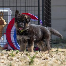 German Shepherd Puppies from vom Gannett