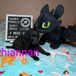 Rhiannon - Black female Poodle puppy in Vail, Arizona from Semper Poodelis