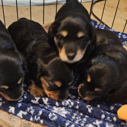 Dachshunds from Linda McClellan