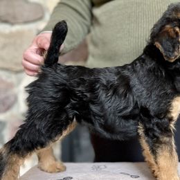 Girl 1 - Black and tan Airedale Terrier puppy in Branch, Michigan from Aim High Airedales & German Shorthaired Pointers