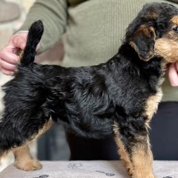 Girl 1 - Black and tan Airedale Terrier puppy in Branch, Michigan from Aim High Airedales & German Shorthaired Pointers