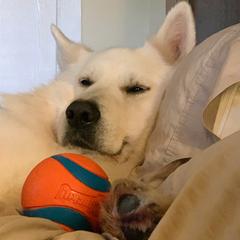 Natus - Berger Blanc Suisse