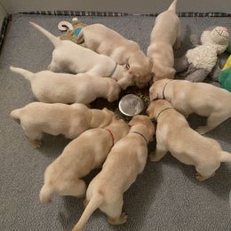 Labrador Retriever Puppies from Tobyan Labradors