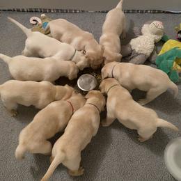 Labrador Retriever Puppies from Tobyan Labradors