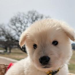 German Shepherd Puppies from Haven Farm