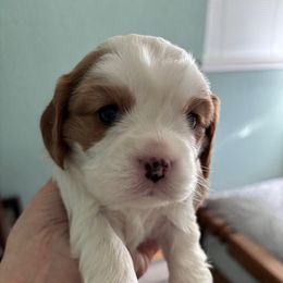 Brown Girl - Blenheim Cavalier King Charles Spaniel puppy in University Place, Washington from Crosby's Cavaliers