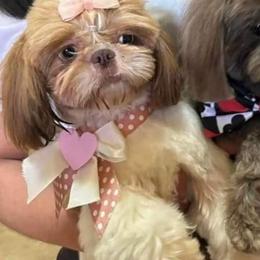 Mini - Shih Tzu