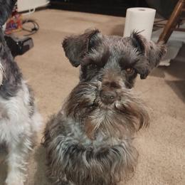 Penelope Von Shnauz (Penny) - Liver female Miniature Schnauzer puppy in Tacoma, Washington from AKC Nordwest Schnauzers