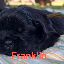Franklin - Black male Shih Tzu puppy in Bloomfield, Indiana from Meihem Pups