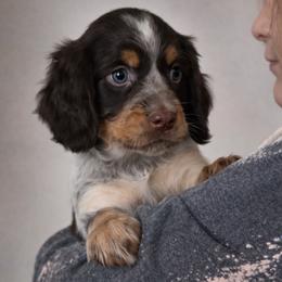 Lani - Tri-Roan female English Springer Spaniel puppy in Florida from Thunderbird Springers