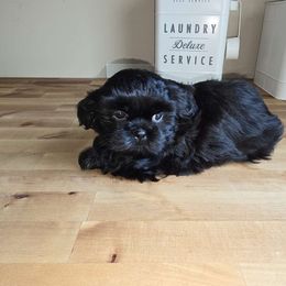 Sugar - Shih Tzu puppy from Britany's Shih Tzus