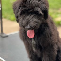 Luna - Black and white Sheepadoodle puppy in Eleva, Wisconsin from Molly’s Doodles
