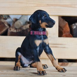 Girl 1 - Yellow Collar - Doberman Pinscher puppy from Centennial Acres Dobermans