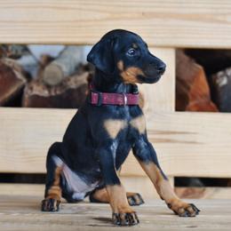 Girl 1 - Yellow Collar - Doberman Pinscher puppy from Centennial Acres Dobermans