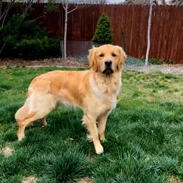 Golden Retriever All Grown Up from Big Sandy Golden Retrievers
