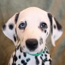 Green Girl - White and black female Dalmatian puppy in Spring Branch, Texas from D'vine Dalmatians