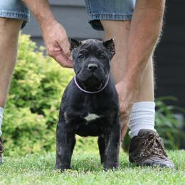 Purple Collar - Tiger female Perro de Presa Canario puppy in Pocahontas, Illinois from Cabeza Grande Kennel