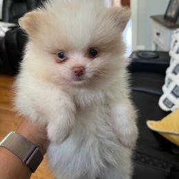 Bruce - Cream parti male Pomeranian puppy in Randleman, North Carolina from Luxurious Poms