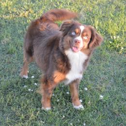 Lucy - Toy Australian Shepherd
