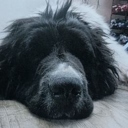 Jolene - White and black female Newfoundland puppy in Edgwood, New Mexico from NorseGaels Newfoundlands