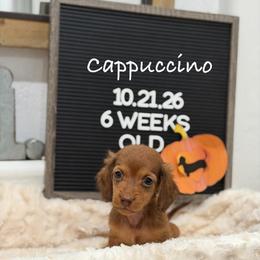 Cappuccino - Chocolate and tan male Dachshund puppy in Goodyear, Arizona from AZ Low Life Doxies