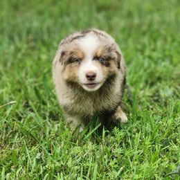 Clover - Red merle male Miniature Australian Shepherd puppy in Macomb, Missouri from Faunus Farms and Aussies