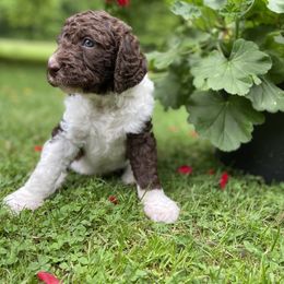 Adorable Brown & White Boy - BlueEyes - Labradoodle puppy in Canton, North Carolina from Pisgah Creek Doodles